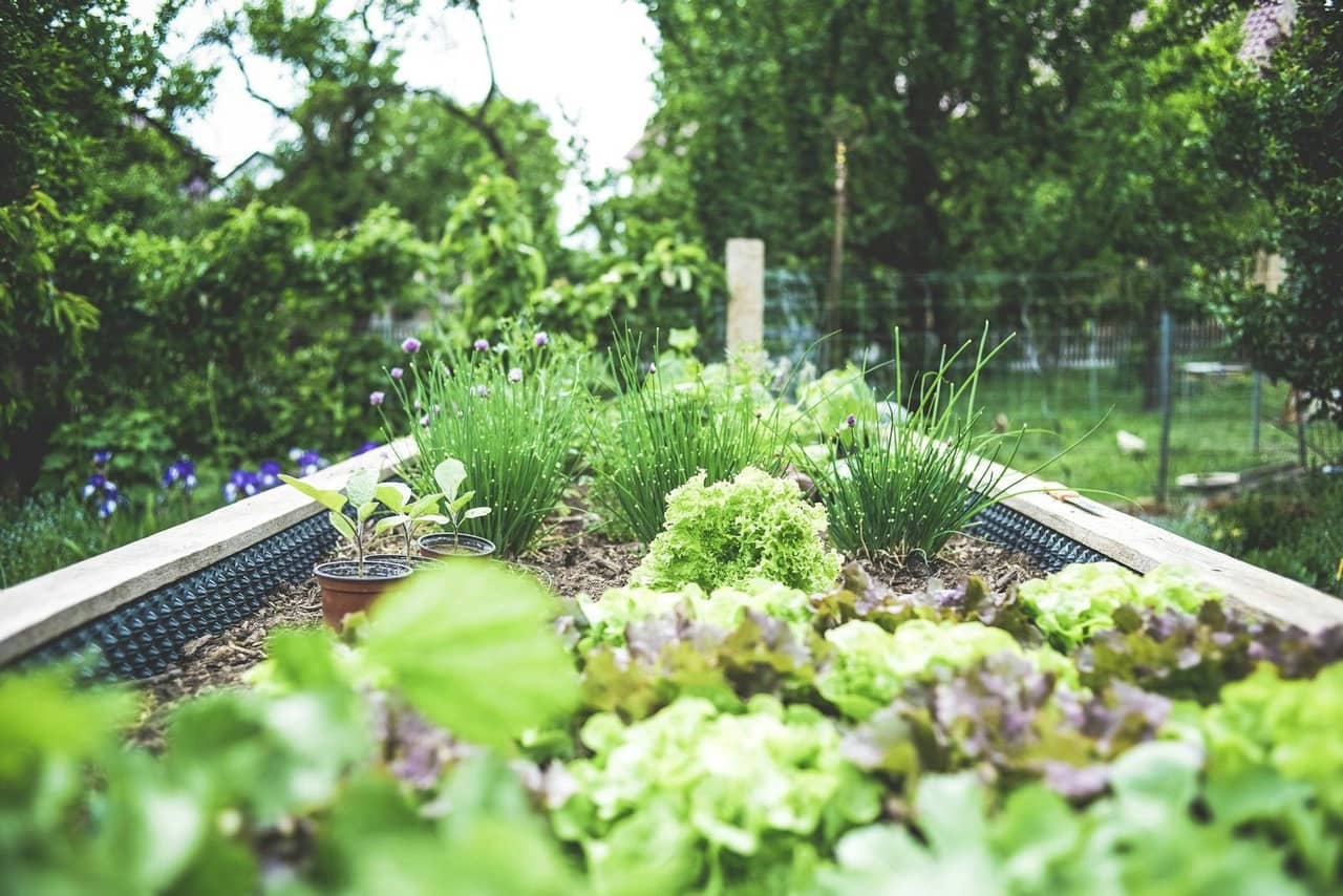 Maintained commercial landscaping and garden beds