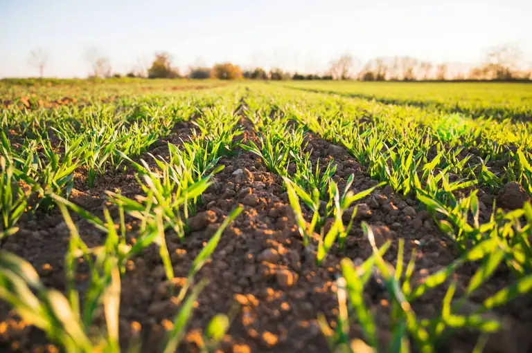Healthy turf