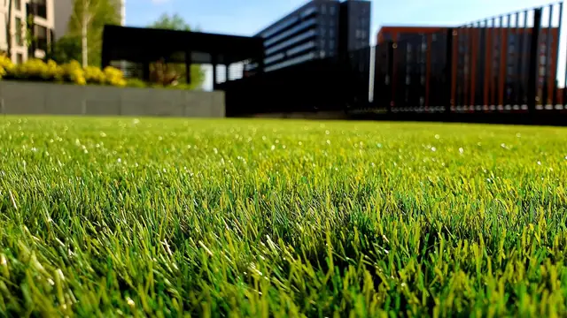 Lush green lawn